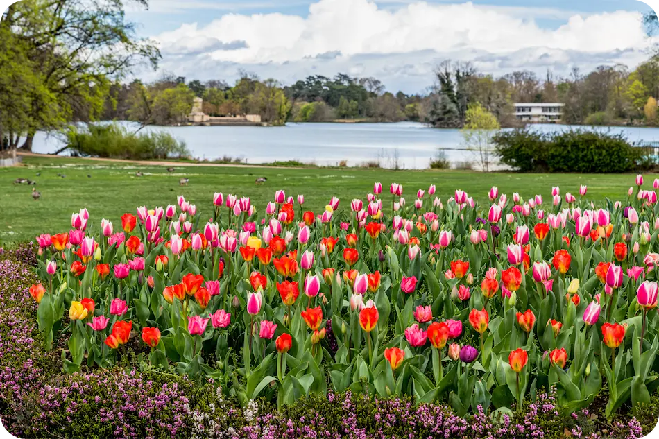 Tulipes dans le Parc de la Tête d'Or